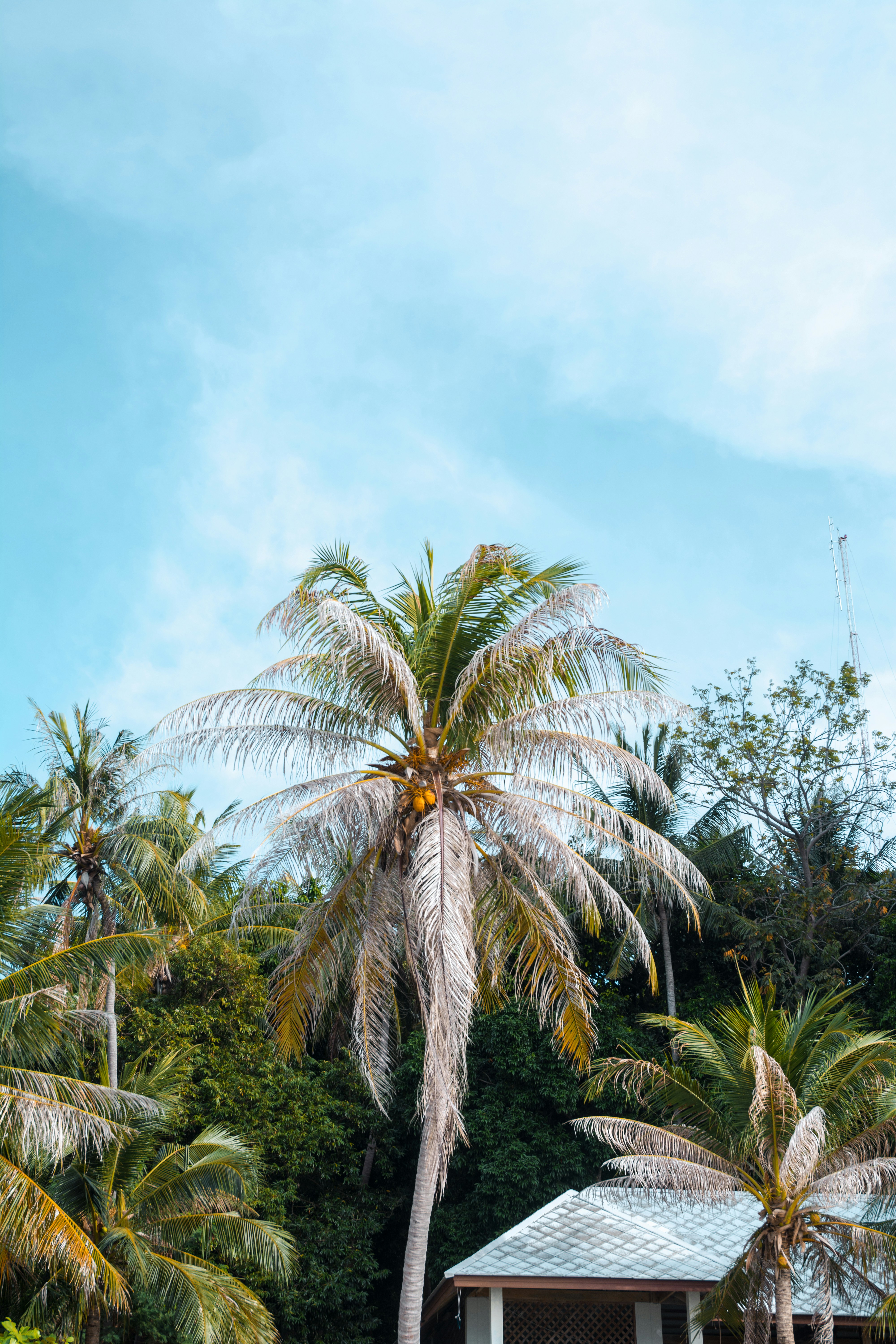 white building surrounded by palm trees