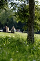 selective photo of grass field on parkr