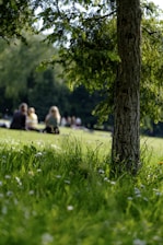 selective photo of grass field on parkr