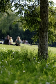 selective photo of grass field on parkr