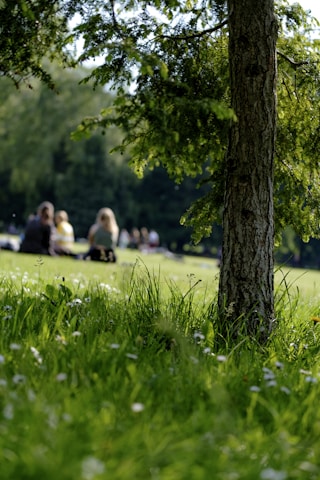 selective photo of grass field on parkr