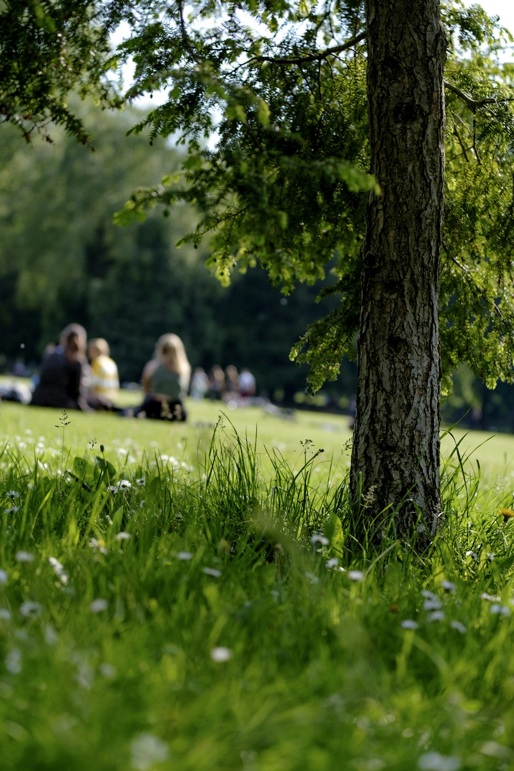 Selektives Foto der Rasenfläche auf Parkr