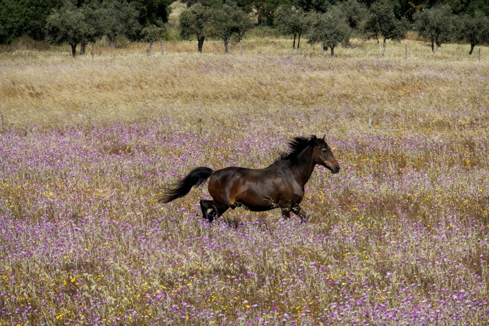 brown horse running on field