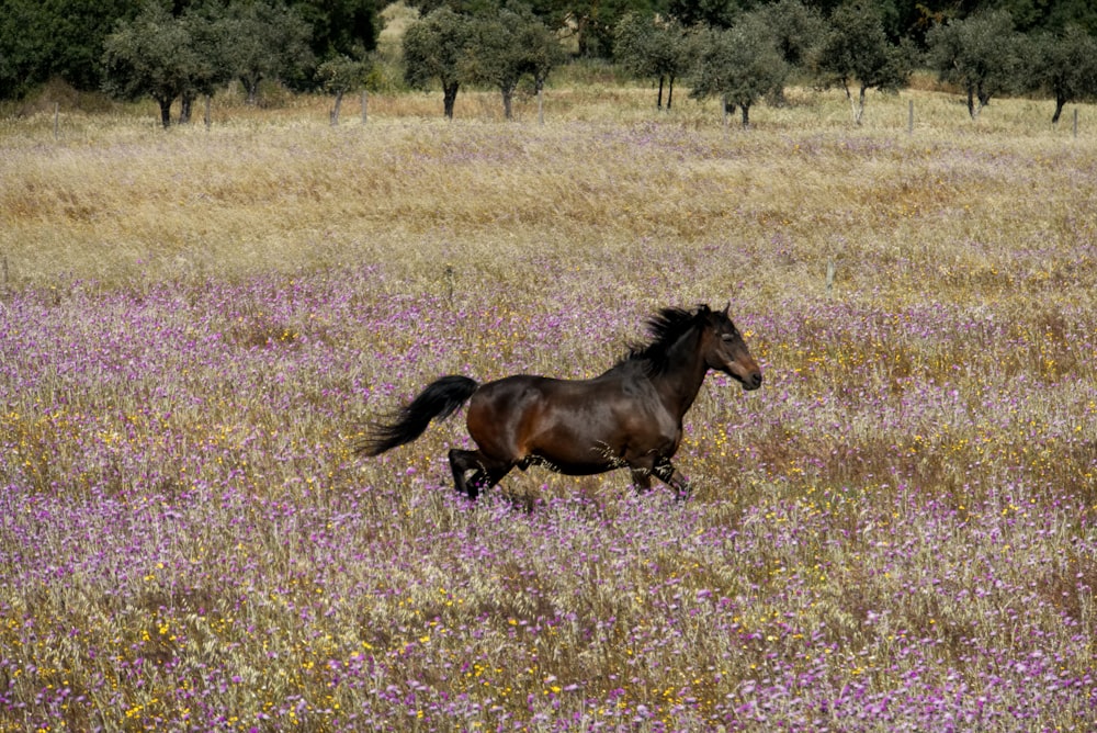 braunes Pferd, das auf dem Feld läuft