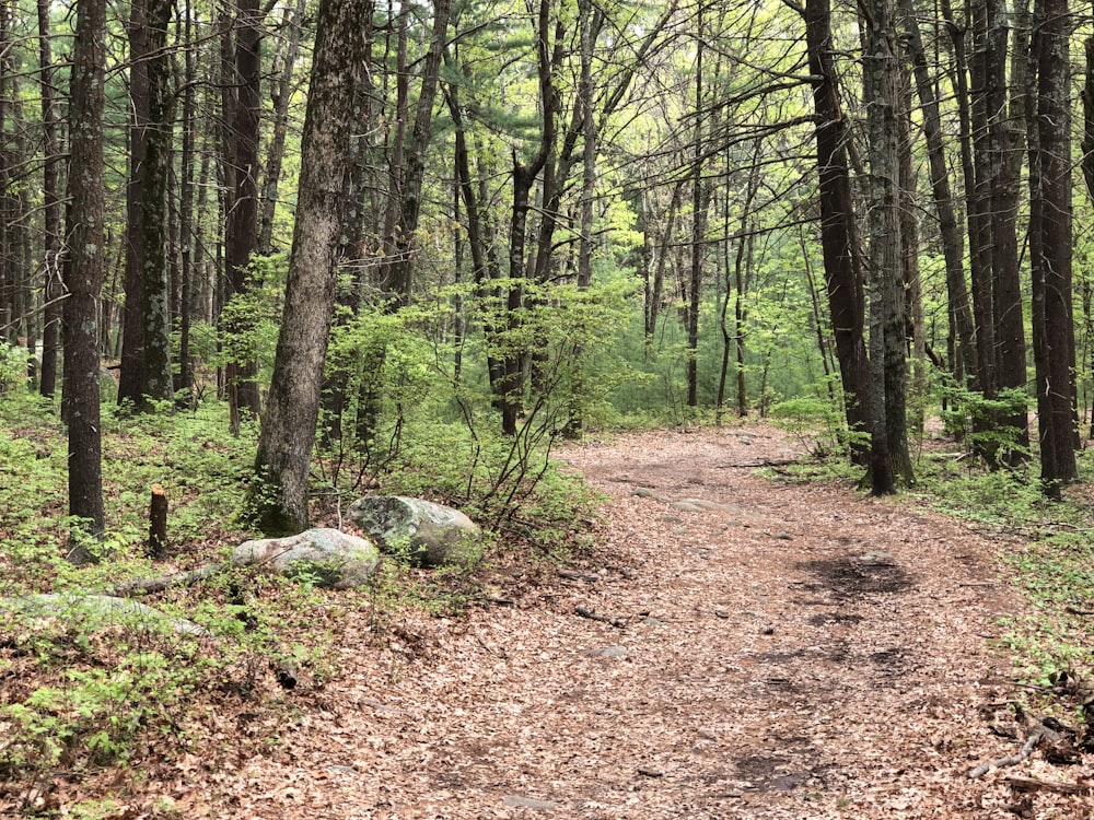 brown footpath on forest