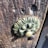 A close-up view of an ornate, circular brass door handle mounted on a textured, weathered wooden surface. The metal is intricately carved with a floral or leaf pattern, exhibiting signs of age and patina.