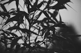 Abstract shot of forest green leaves against a charcoal gray background.