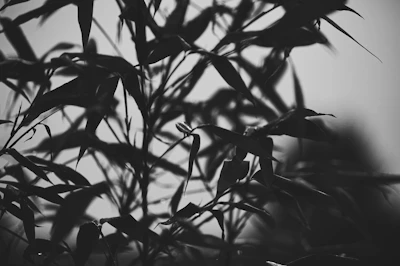 Abstract shot of forest green leaves against a charcoal gray background.