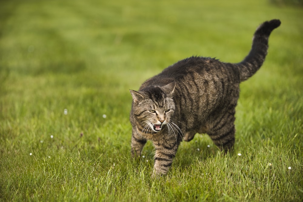 brown tabby cat on green lawn during daytime