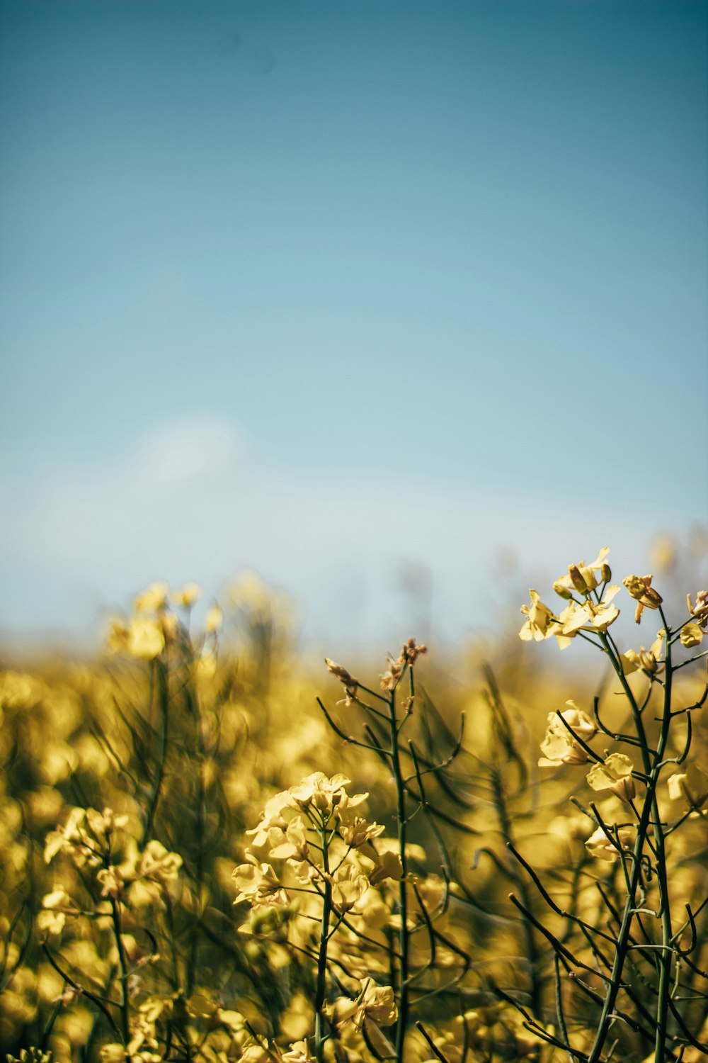 yellow flowers