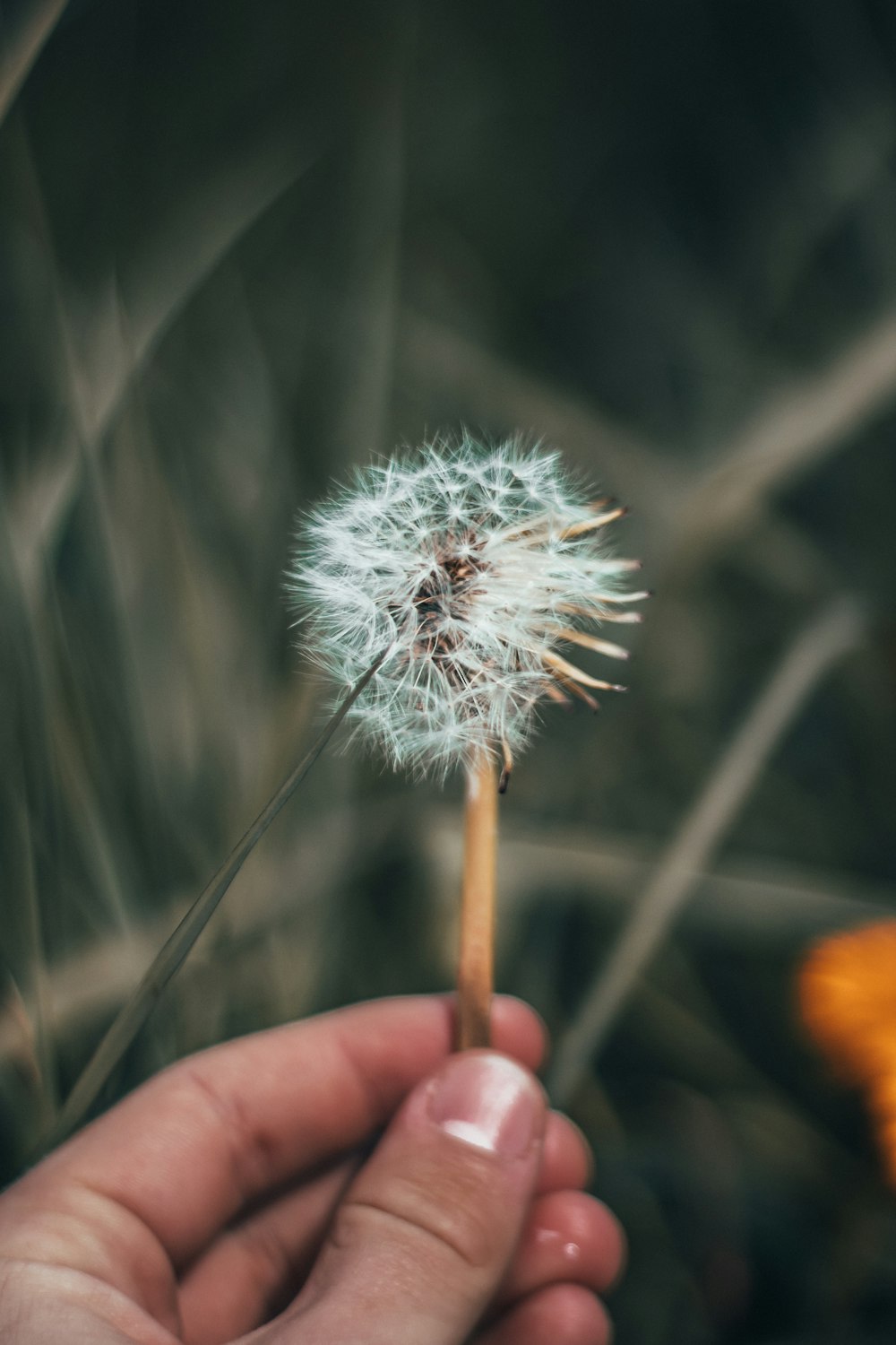 white dandelion flower