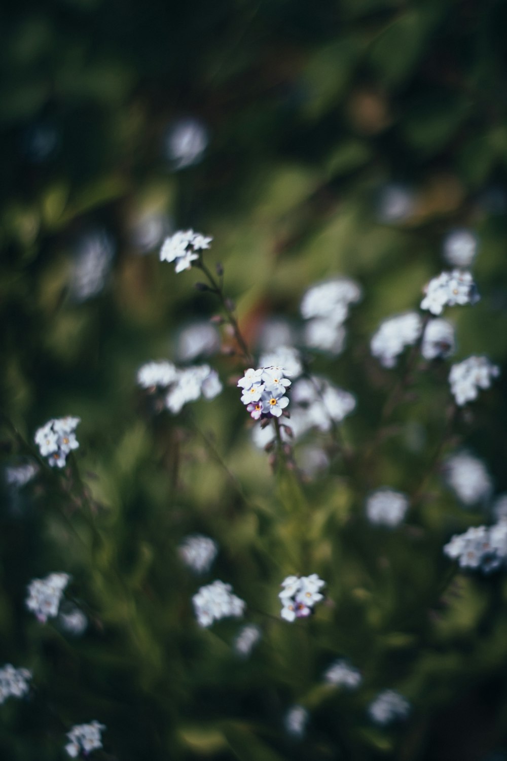 white petaled flowers