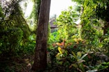 Dense tropical vegetation with various plants and trees, highlighted by sunlight filtering through the leaves. A wooden structure with a thatched roof is partially visible in the background, adding an element of human presence in the natural setting.