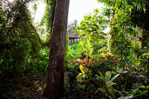 Dense tropical vegetation with various plants and trees, highlighted by sunlight filtering through the leaves. A wooden structure with a thatched roof is partially visible in the background, adding an element of human presence in the natural setting.