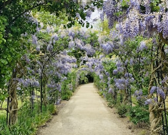 purple flower bloom during daytime