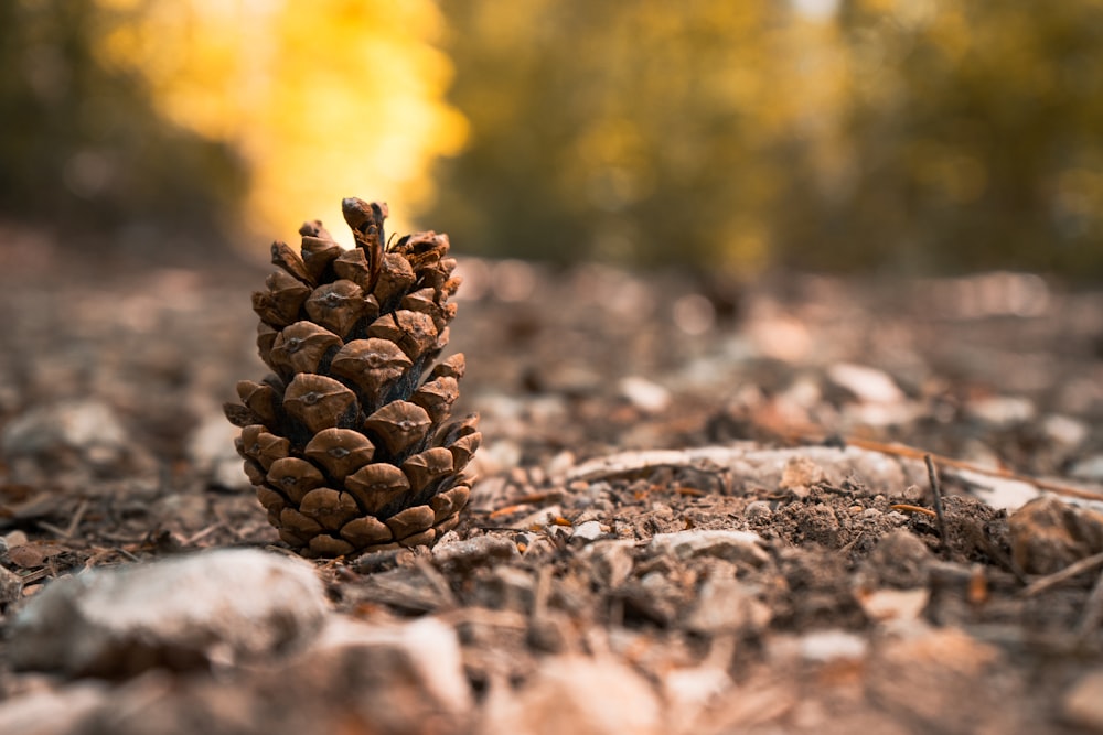 brown pine cone