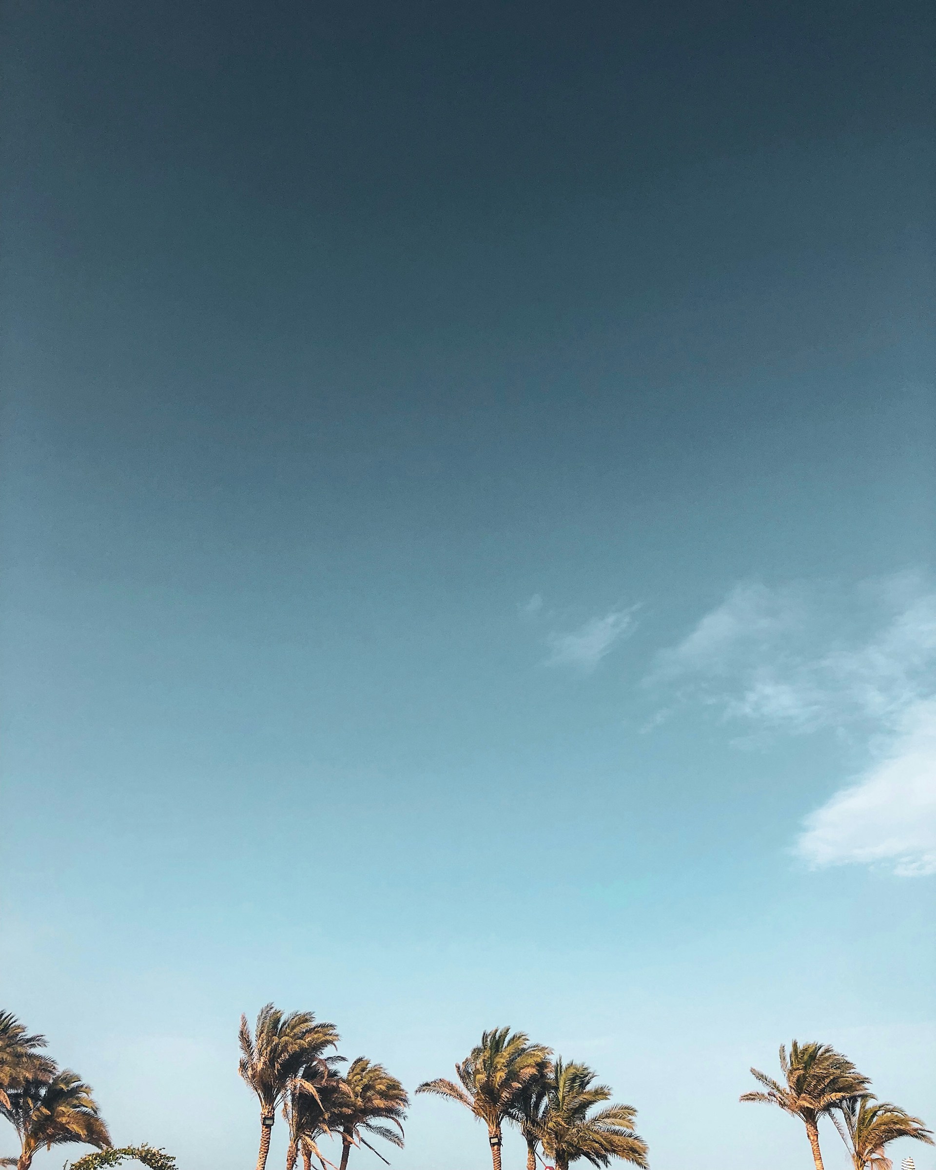 palm trees under cloudy sky during daytime