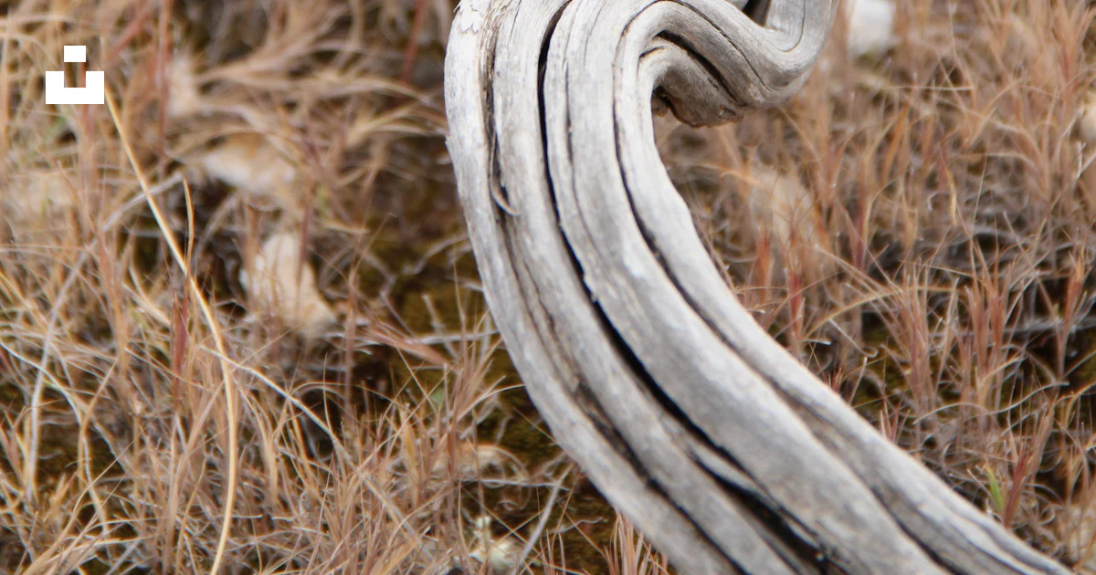Grey Root Map Gray root photo – Free Grass Image on Unsplash