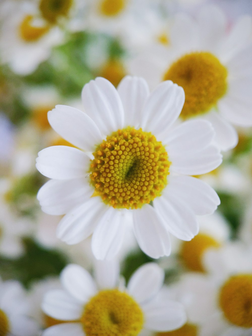 white flowers blooming