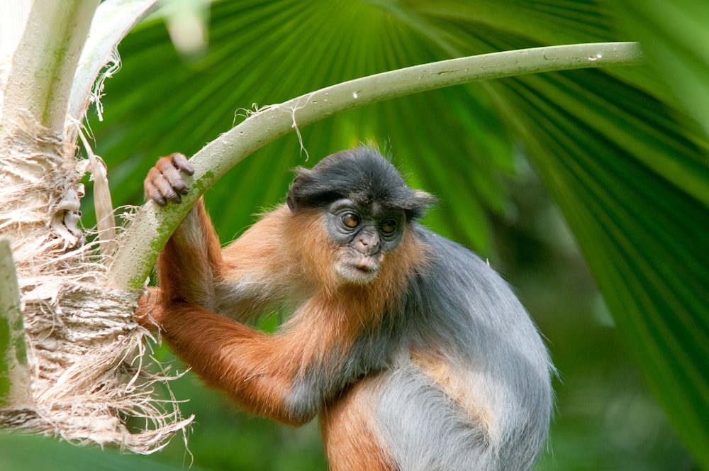 primate on tree