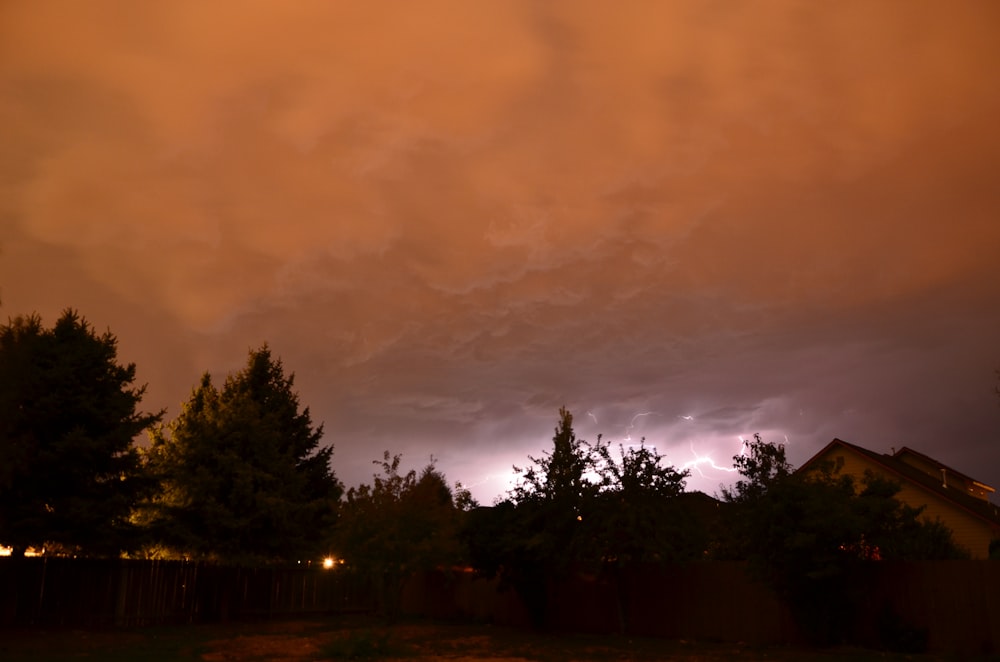 silhouette of trees during nighttime