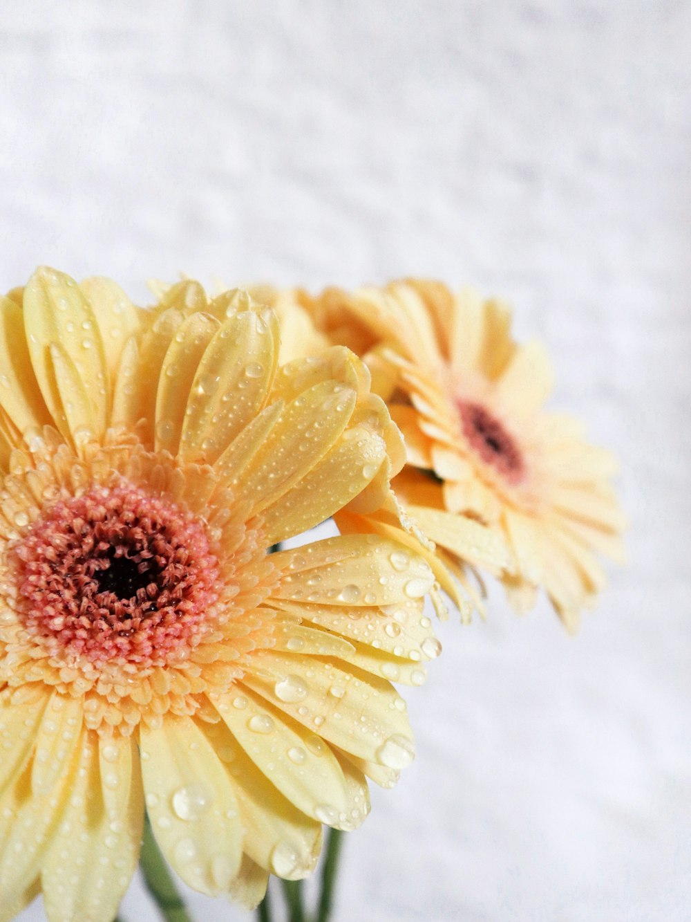 yellow petaled flower