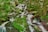 A serene woodland scene with a stream cascading over rocks, surrounded by lush greenery and trees. The water flows gently, creating a peaceful and harmonious atmosphere.