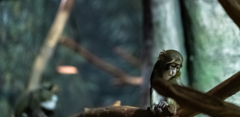 selective focus photography of gray monkey