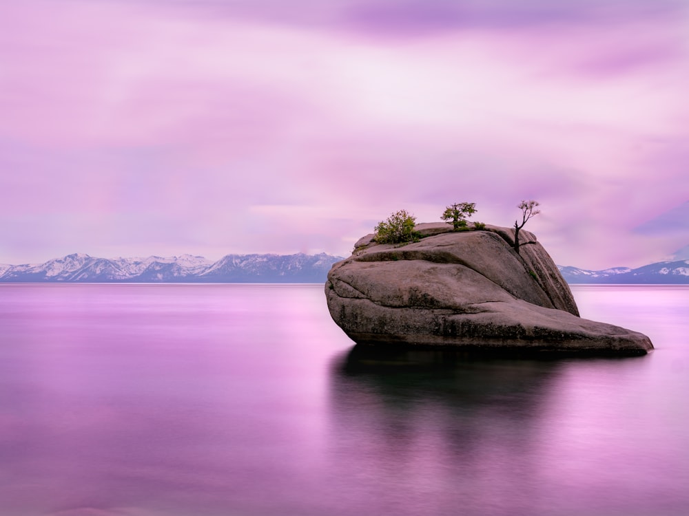 trees growing on rock on lake