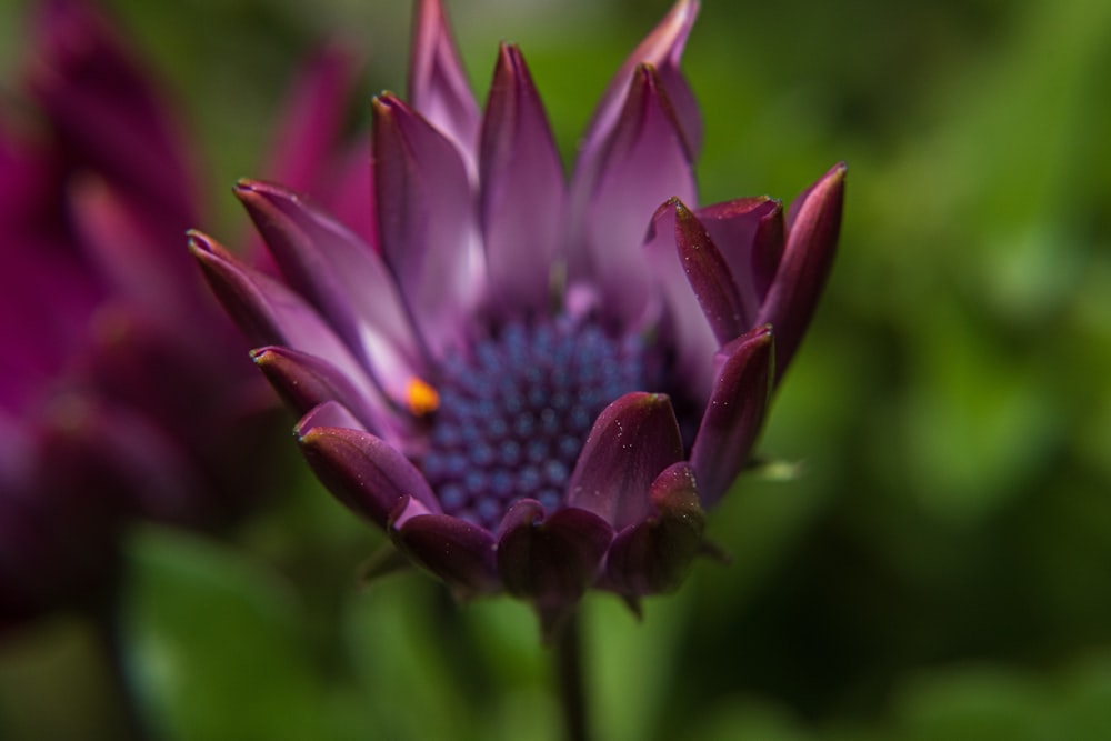 close-up photo of purple petaled flower