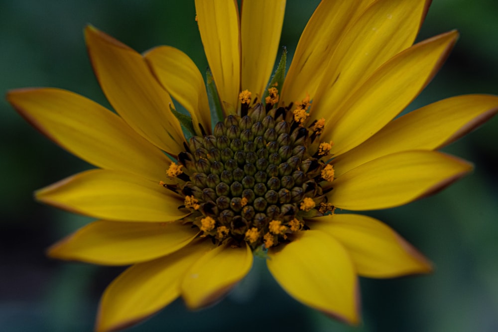 messa a fuoco selettiva del girasole