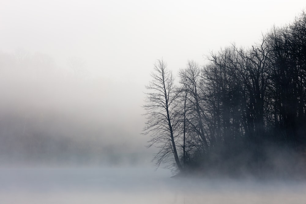 trees near body of water