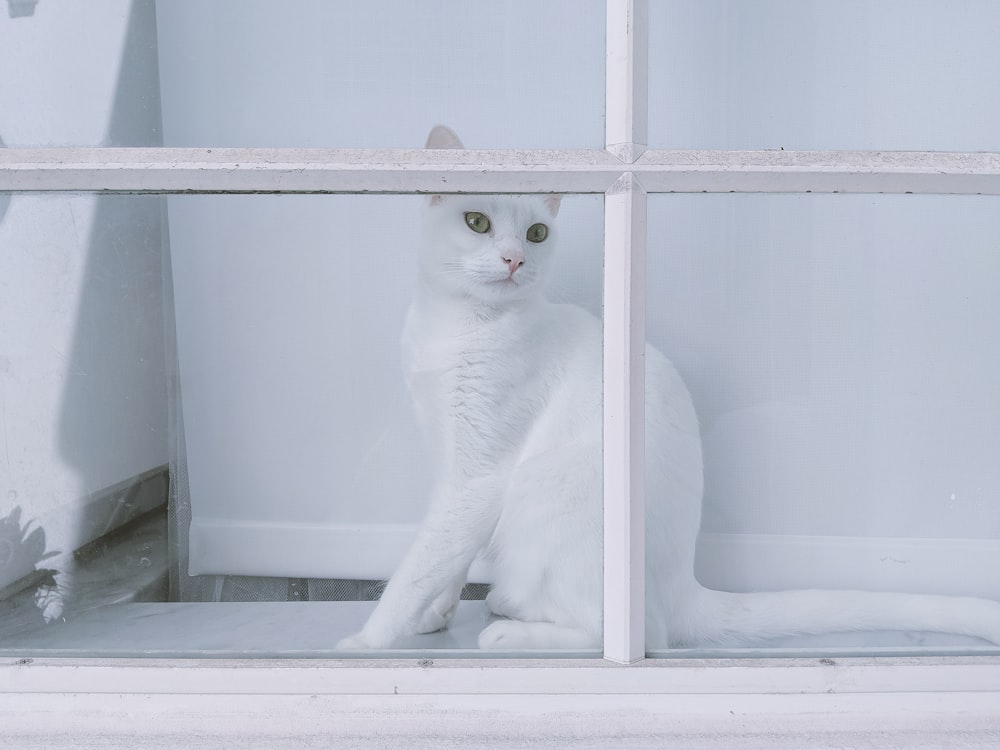 short-fur white cat