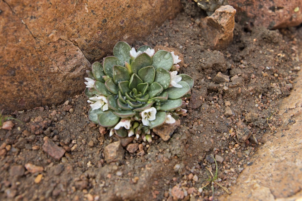 green succulent plant on brown ground