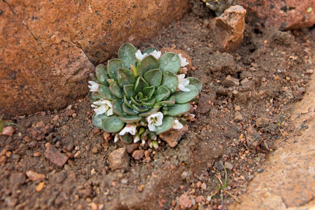 green succulent plant on brown ground
