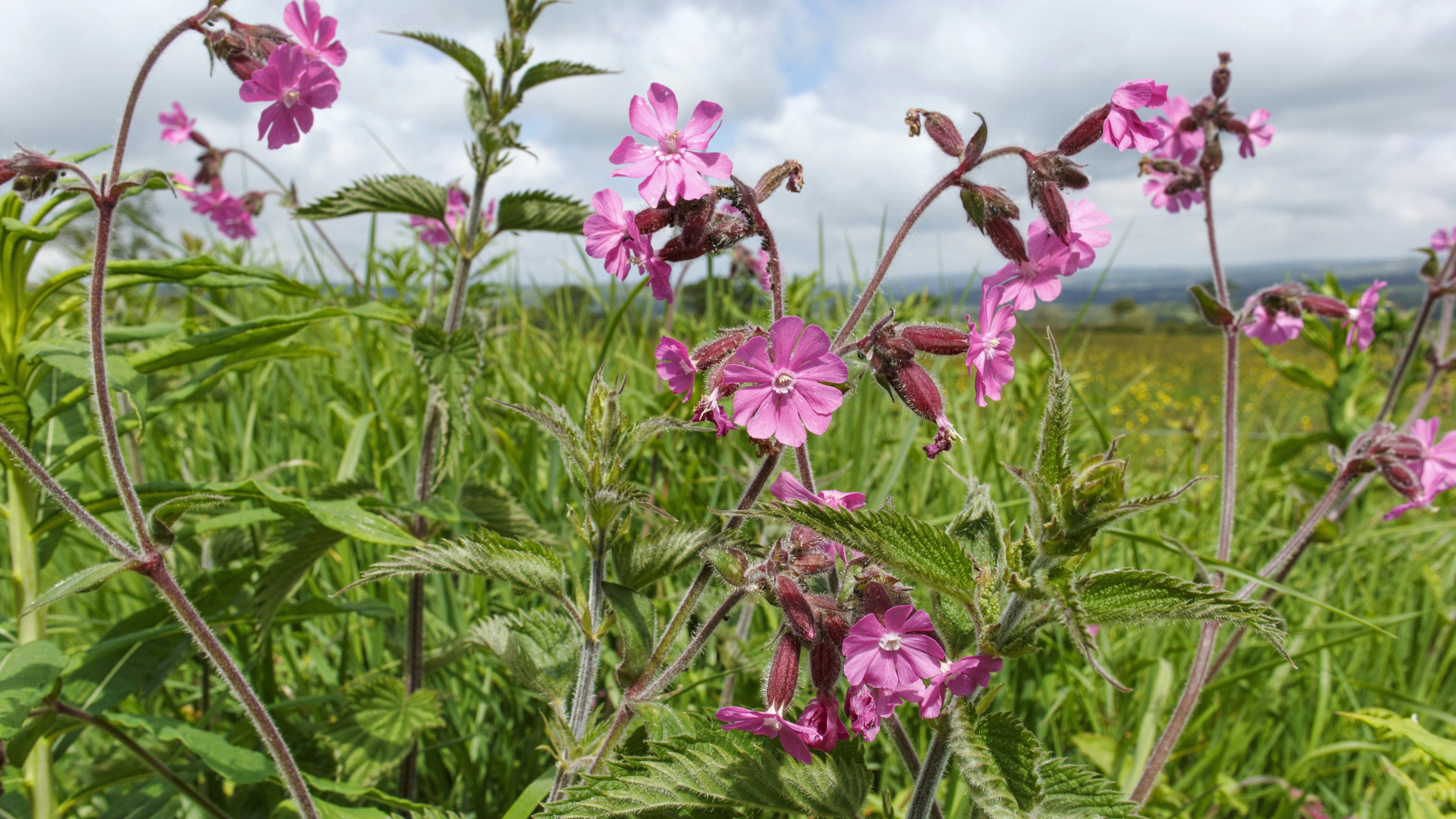 Fleurs roses sauvages épanouies dans un champ sous un ciel gris