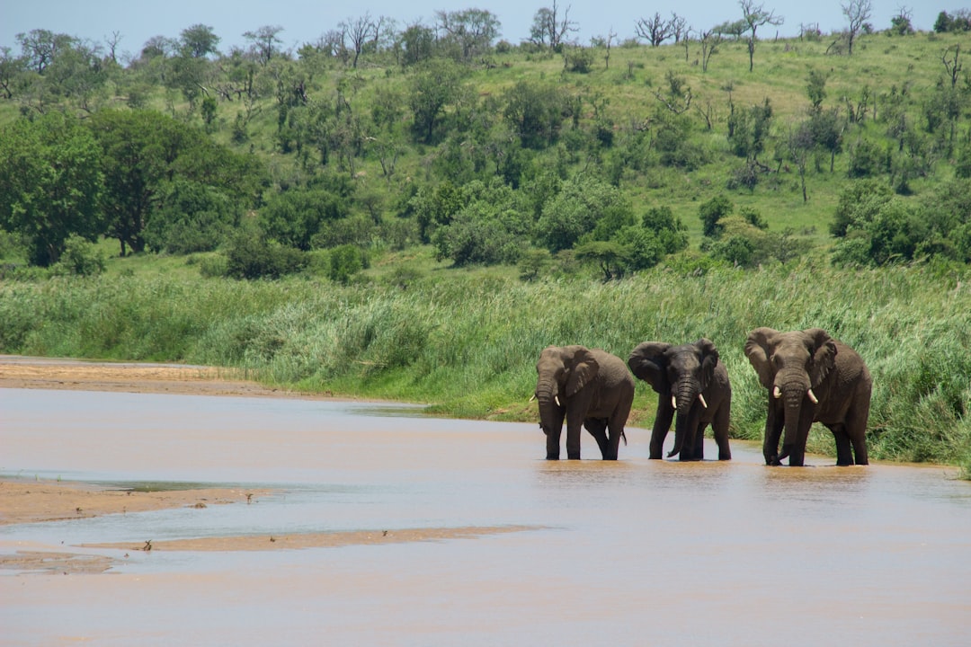 thee elephants crossing the river