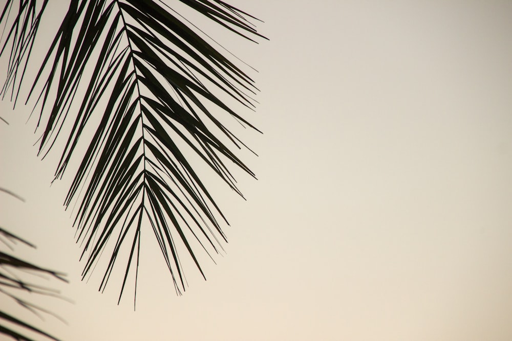 Palmenpflanze Blatt
