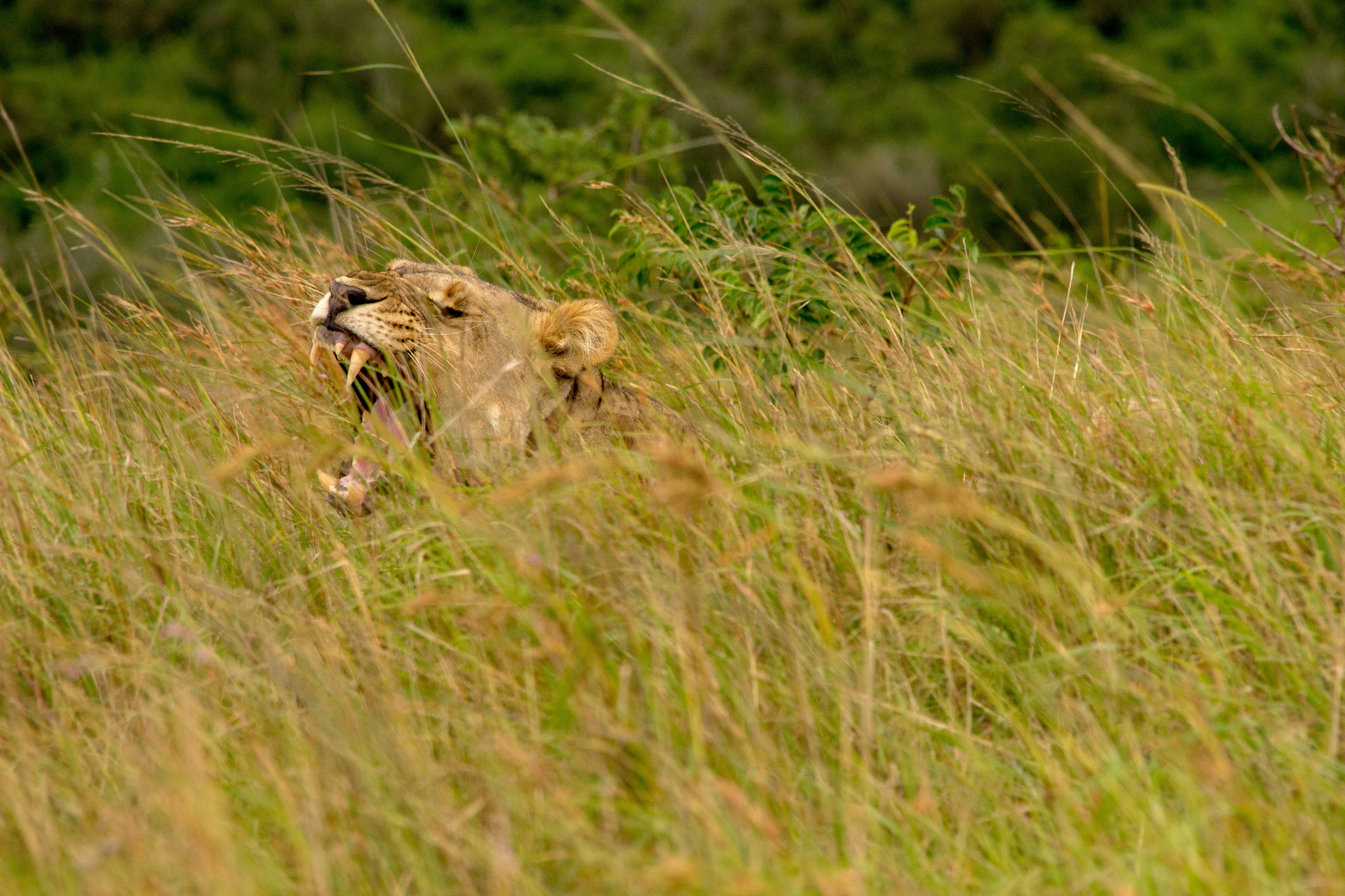 A Diet Built on Adaptability (image credits: unsplash)