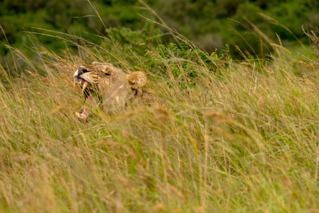 lion on grass field during daytime