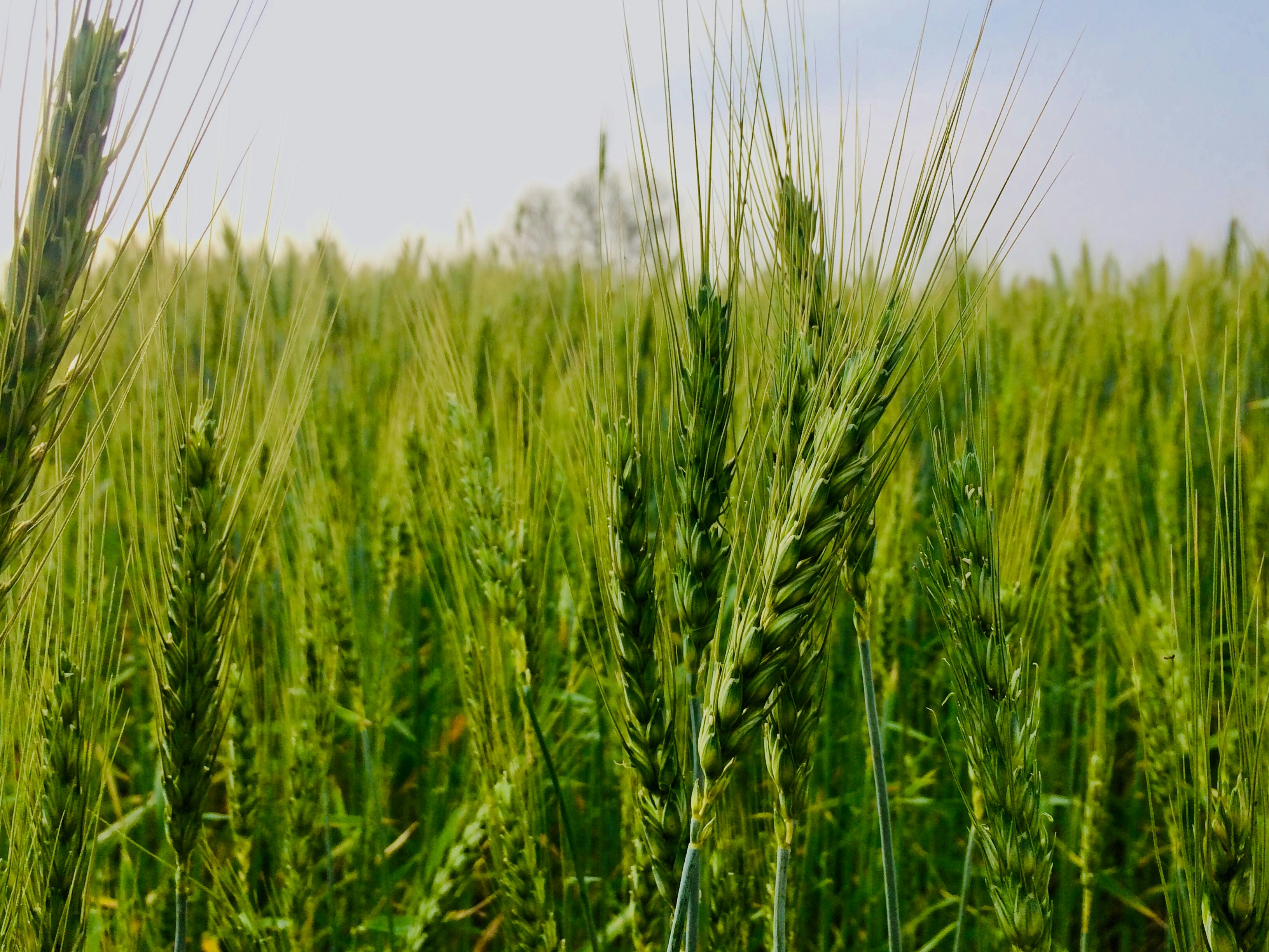 Photo by sharjeel_khalid