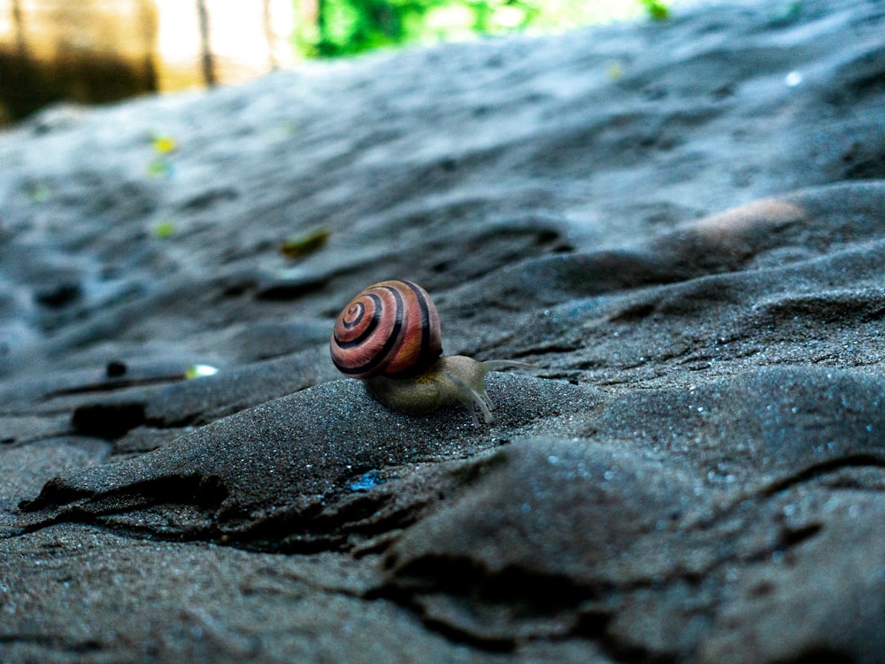 close-up photo of brown and black stripe snail