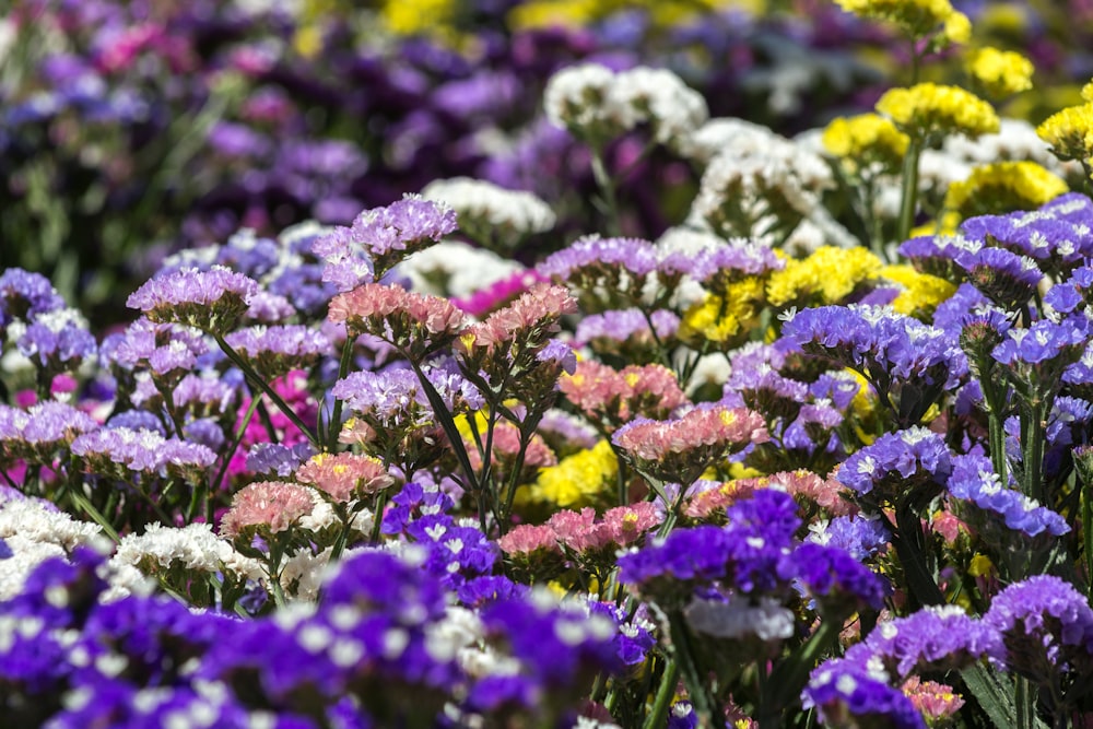 Lot de fleurs