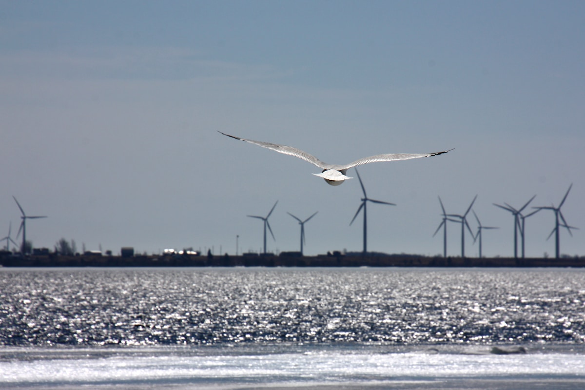medtech related image for: Australia Delays Offshore Wind Auction Amidst Global Investment Slump