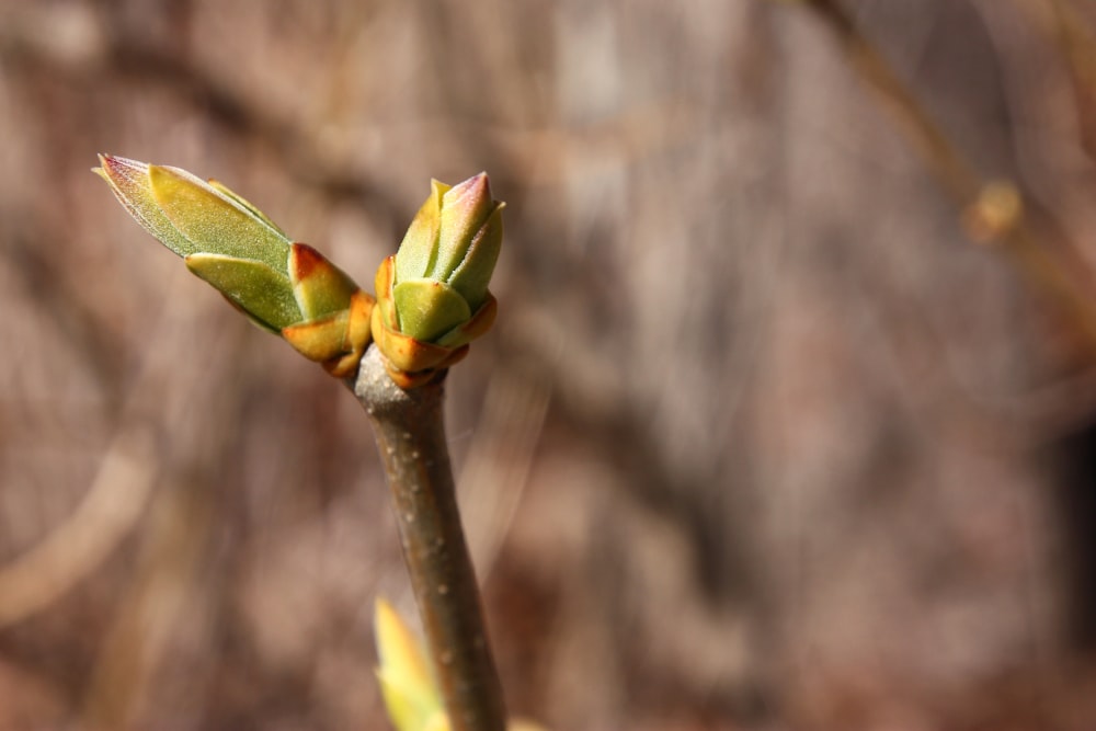 green-leafed plant