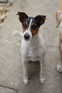 A small dog with a predominantly white coat and black and brown markings around its face is sitting on a concrete surface. Its ears are perked up, and it gazes attentively at the camera. Another dog is partially visible beside it.