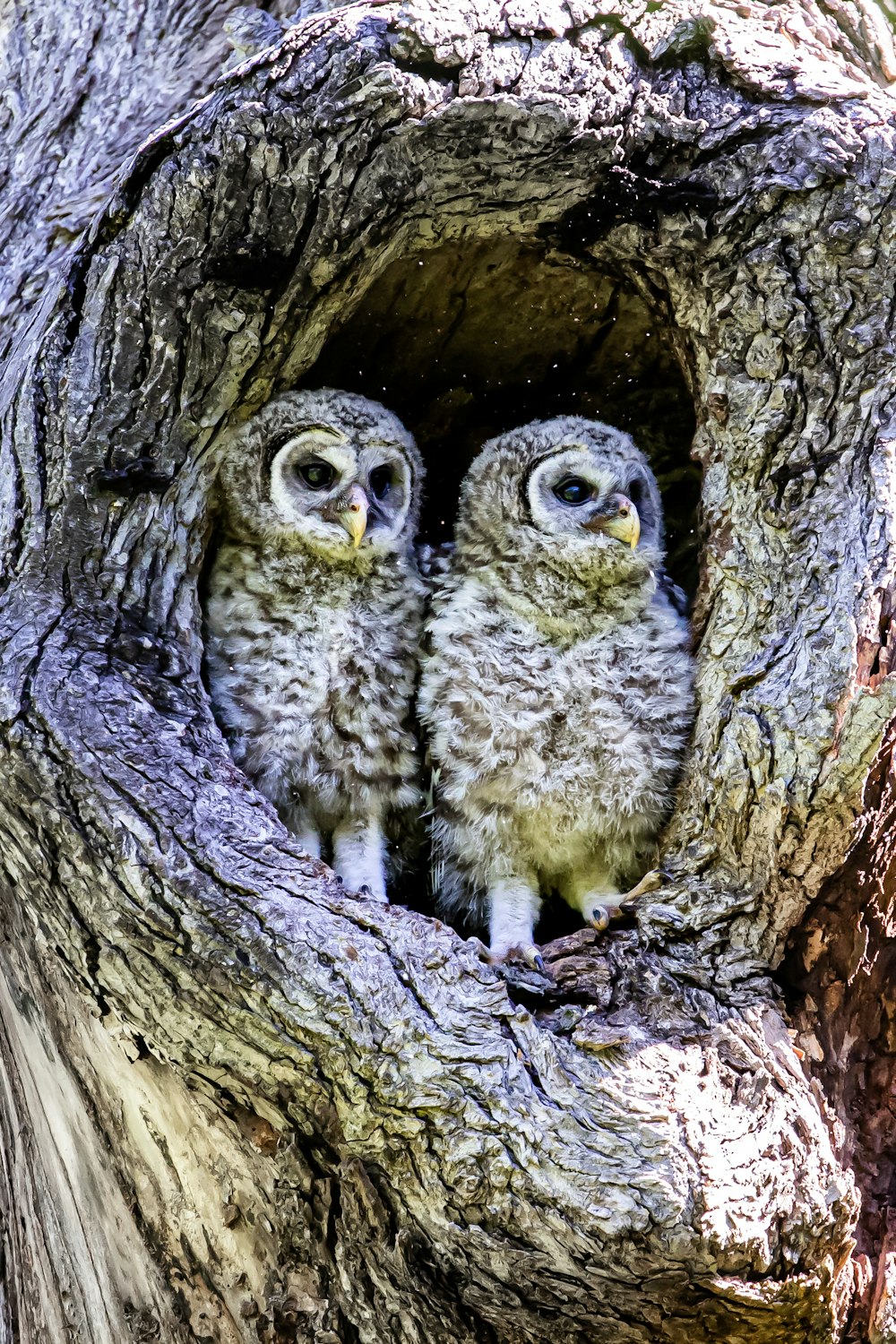 two grey owls