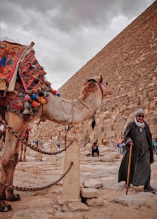 man standing beside brown camel