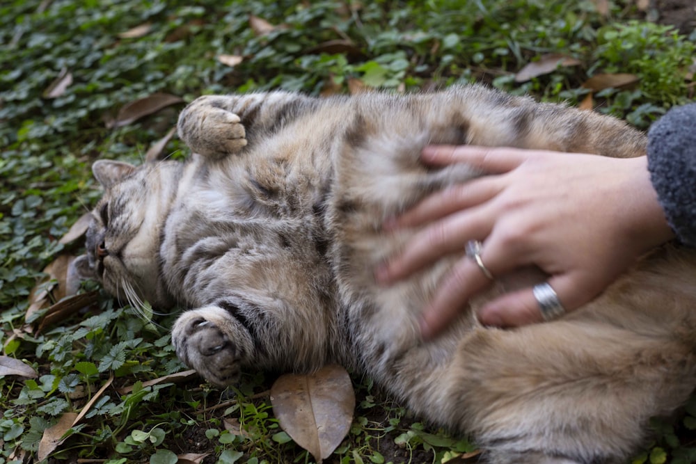 person playing with brown tabby cat