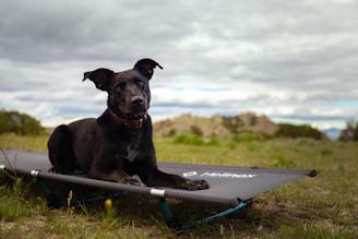 A black dog with a brown collar lies on a Helinox camping cot in a grassy outdoor setting. The background features blurred mountains and a cloudy sky, creating a serene and natural environment.